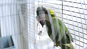 little beautiful funny green parrot in a cage at home