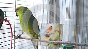 little beautiful funny green parrot in a cage at home