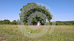 A little beautiful girl in a dress runs down the field. child and large old tree.