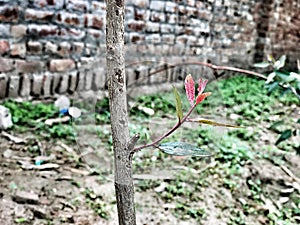 A little beautiful growing bunch on tree