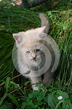 Little beautiful kitten sits in the green grass in the garden