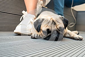 Little beautiful pug sleeps on a wooden floor. horizontal frame