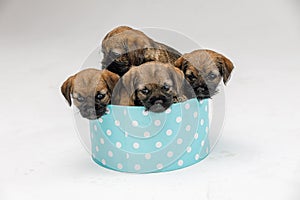 Little beautiful puppies in a blue gift box