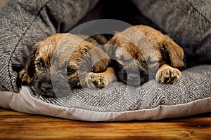 Little beautiful puppies are sleeping in its place