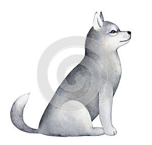 Little beautiful sled dog puppy character portrait.