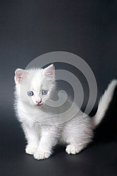 Little beautiful white kitten with blue eyes