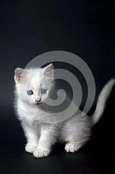 Little beautiful white kitten with blue eyes