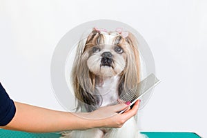 Little beauty shih-tzu dog at the groomer's hand