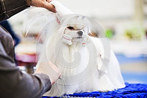 Little beauty shih-tzu dog at the groomer& x27;s hand.