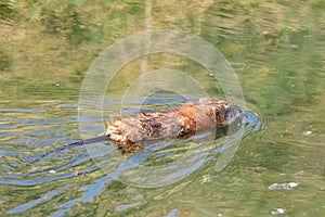 Beaver cub floats on water surface