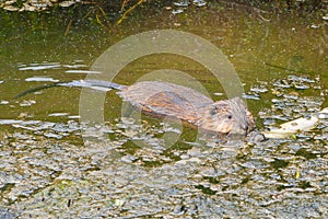 Beaver cub floats on water surface