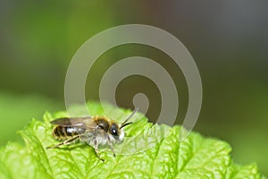 A little bee    apoidea   on green leaf in nature