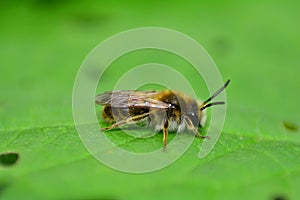A little  bee    apoidea   on green leaf in nature