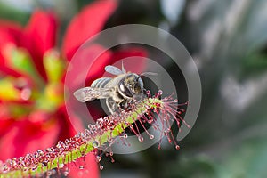 Little bee catched by carnivorous Sundew