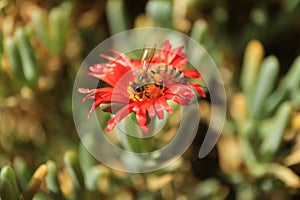 Little bee collecting nectar on the bright red Karkalla succulent plants flower