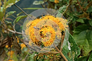 Little Bee Collecting Nectar on vibtant Yellow Wild Flowers at Huayna Picchu Mountain, Machu Picchu Citadel, Peru