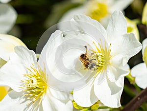 Little bee collecting pollen