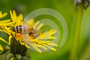 Little bee collecting pollen from a yellow dandelion flower