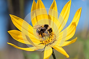 A little bee collects nectar from a flower Jerusalem artichoke i