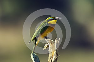 Little Bee-eater