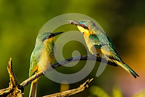 Little Bee Eater