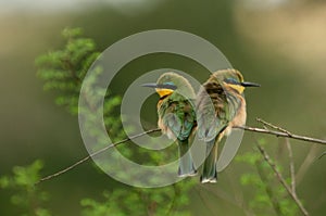 Little bee-eater photo