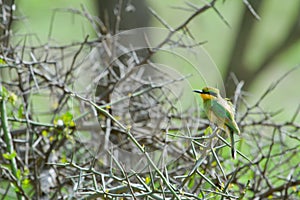 Little Bee-eater Bird on thorn bush in Africa.