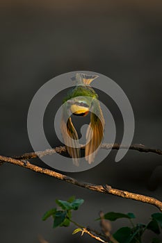 Little bee-eater with catchlight flies beating wings