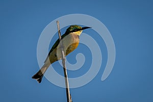 Little bee-eater on dead branch in profile