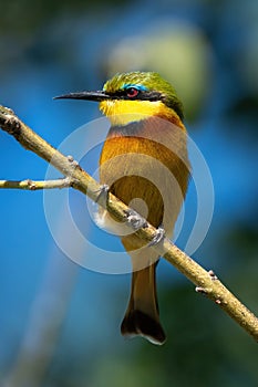 Little bee-eater on diagonal branch turning head