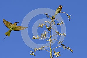 Little bee-eater in flight and resting