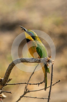 Little bee-eater lifts head to swallow bug