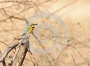 Little Bee-Eater