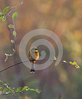 Little Bee-eater Merops pusillus 10749