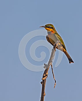 Little Bee-eater Merops pusillus 10828