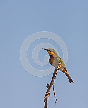 Little Bee-eater Merops pusillus 10830