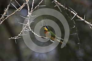 Little Bee Eater, merops pusillus, Adult standing on Branch, Catching Dragonfly, Kenya