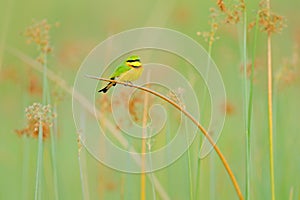 Little Bee-eater, Merops pusillus, detail of exotic green and yellow african bird with red eye in the nature habitat, Okavango, Bo
