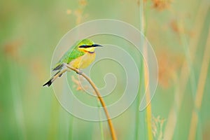 Little Bee-eater, Merops pusillus, detail of exotic green and yellow african bird with red eye in the nature habitat, Okavango, Bo