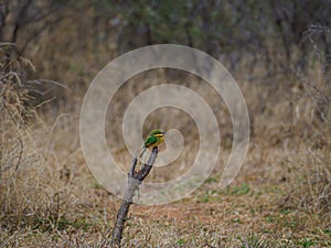 Little bee-eater, Merops pusillus. Madikwe Game Reserve, South Africa