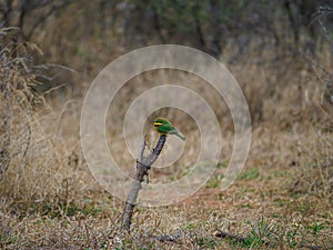 Little bee-eater, Merops pusillus. Madikwe Game Reserve, South Africa