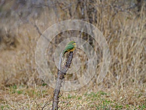 Little bee-eater, Merops pusillus. Madikwe Game Reserve, South Africa