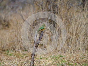 Little bee-eater, Merops pusillus. Madikwe Game Reserve, South Africa