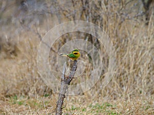 Little bee-eater, Merops pusillus. Madikwe Game Reserve, South Africa