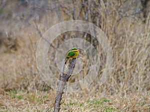 Little bee-eater, Merops pusillus. Madikwe Game Reserve, South Africa