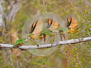 Little bee-eater, Merops pusillus. Madikwe Game Reserve, South Africa