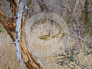 Little bee-eater, Merops pusillus. Madikwe Game Reserve, South Africa