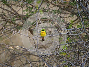 Little bee-eater, Merops pusillus. Madikwe Game Reserve, South Africa