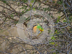 Little bee-eater, Merops pusillus. Madikwe Game Reserve, South Africa