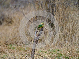 Little bee-eater, Merops pusillus. Madikwe Game Reserve, South Africa